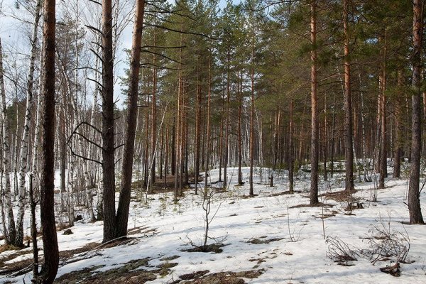 Финский залив сосны