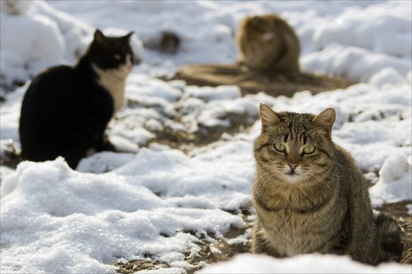 Кот в сугробе