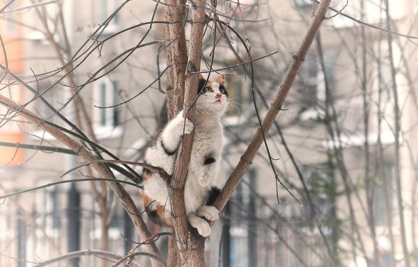 Холодная Весна приколы