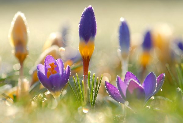 Доброе солнечное Весеннее утро