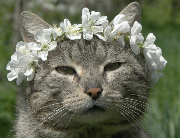Котик с венком на голове