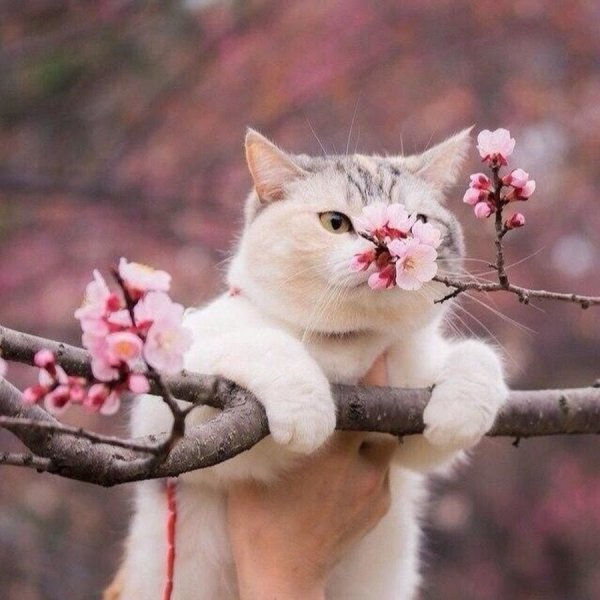 Весенние кошки