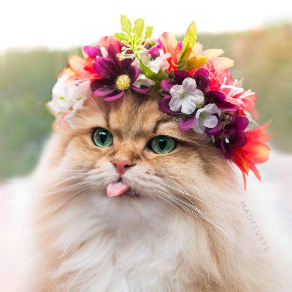 Кошка в венке из цветов невеста