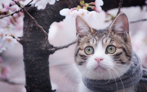 Коты весной