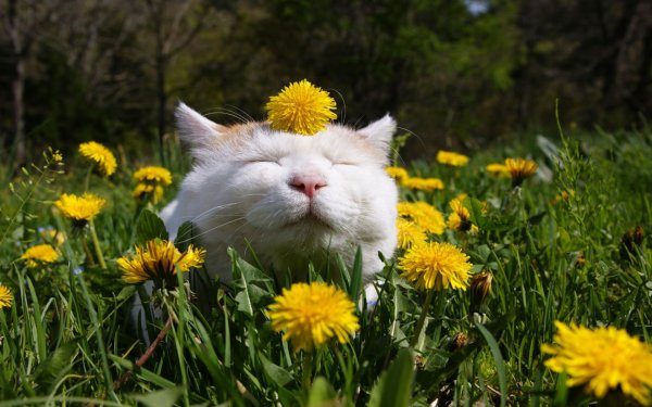 Весенний котик