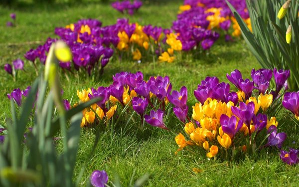 Фрезия цветок Крокус