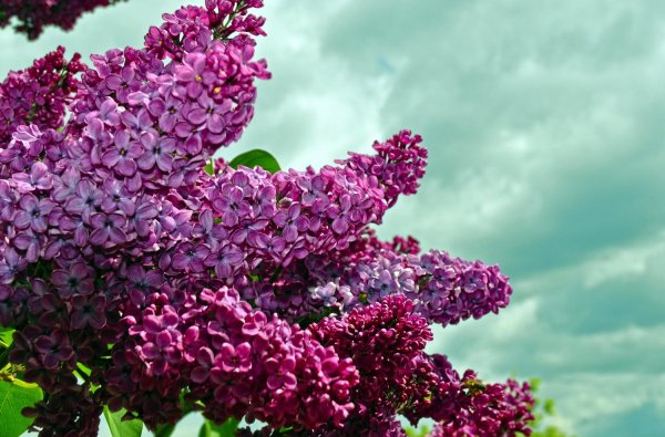 Сирень Лазурная
