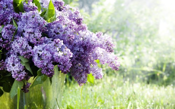 Весенняя природа