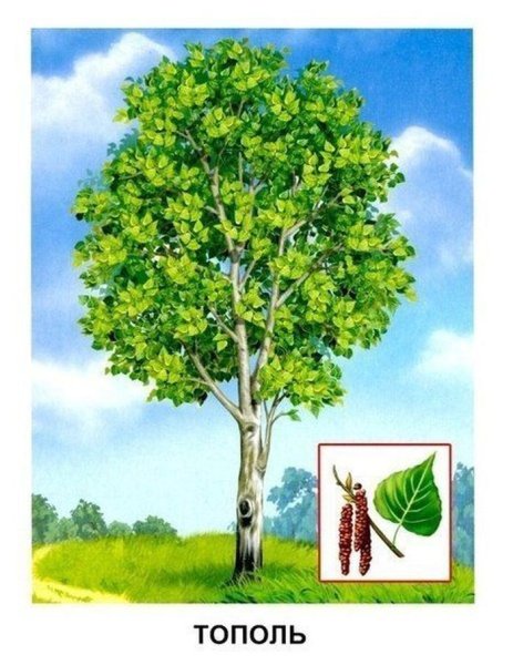 Тополь дерево для детей