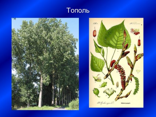 Тополь для дошкольников