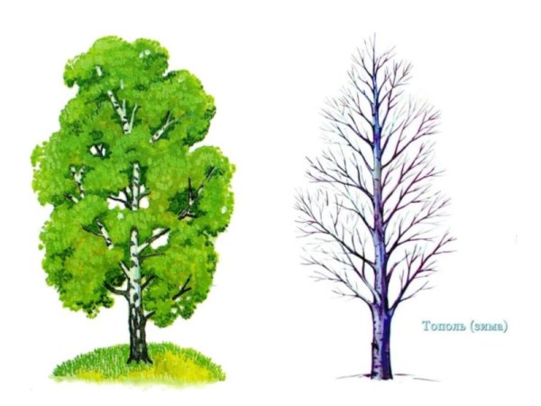 Тополь рисунок для детей
