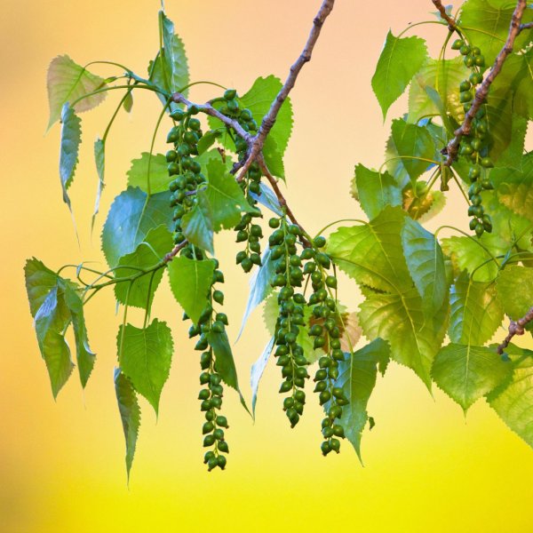 Тополь бальзамический сережки