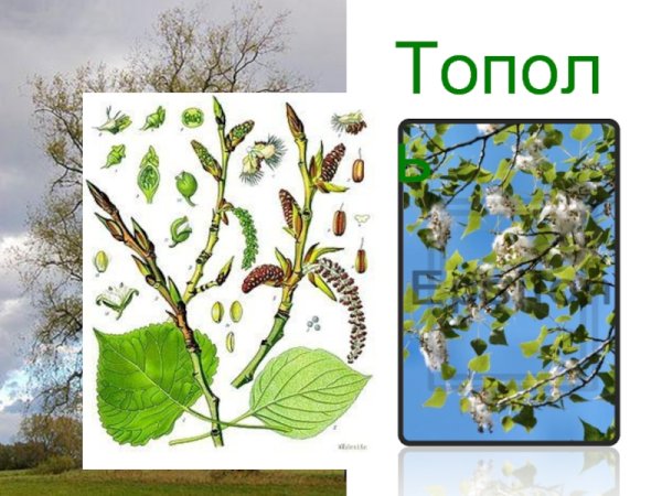 Паспорт дерева Тополь