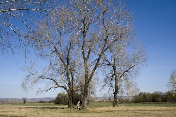 Тополь сереющий