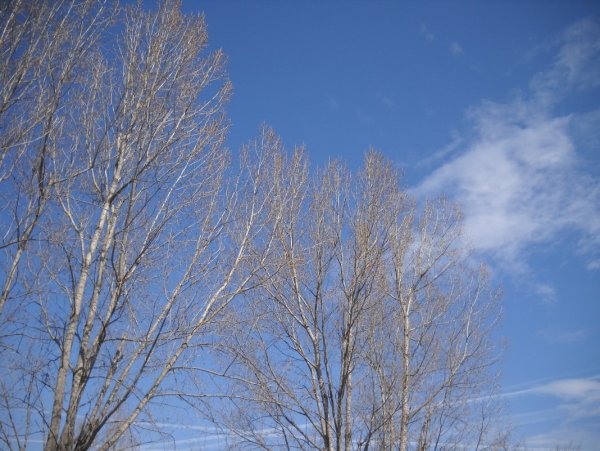 Тополь Новосибирск