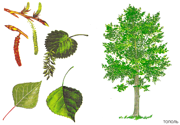 Тополь дерево листья