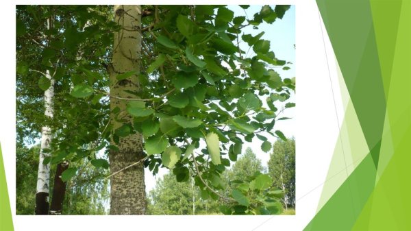 15. Осина (Тополь дрожащий)