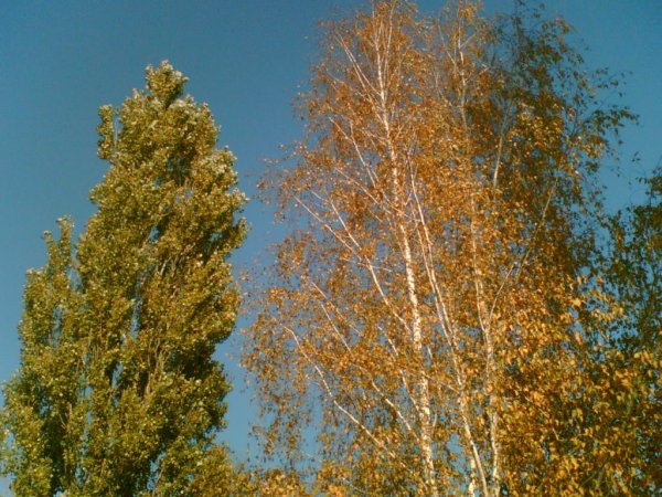 Тополь дерево