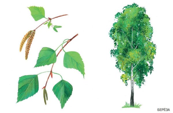 Береза повислая рисунок