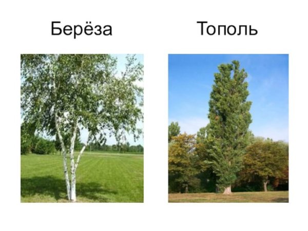 Береза осина липа Тополь