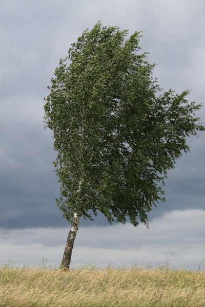 Тополь Тополь я береза