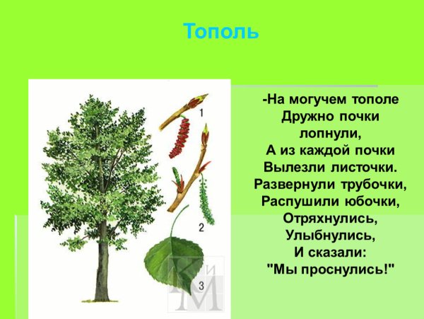 Тополь для дошкольников