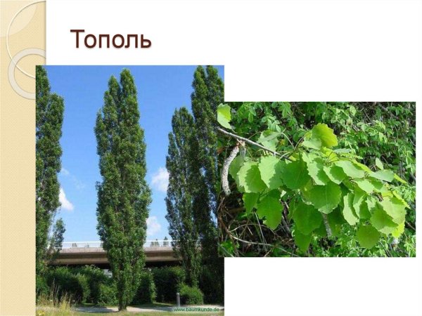 Тополь широколиственный
