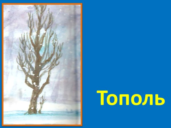 Тополь зимой рисунок