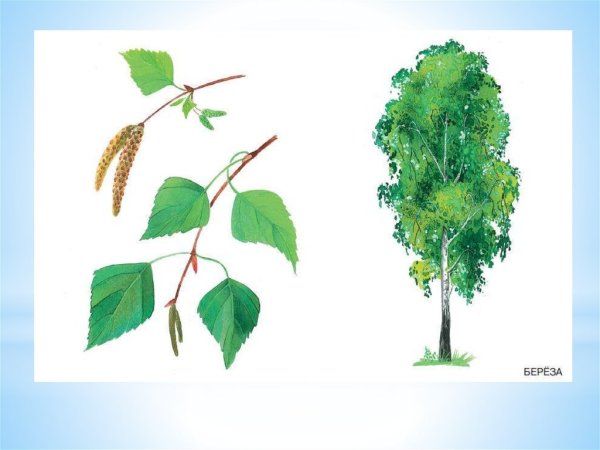 Лиственные деревья береза