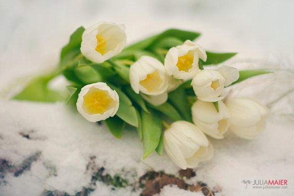 За полчаса до весны картинки