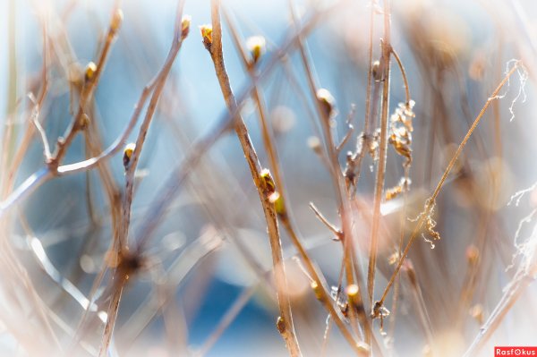 За час до весны