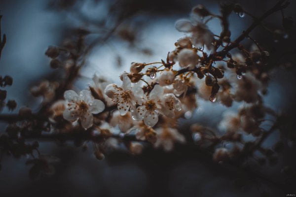 За полчаса до весны картинки