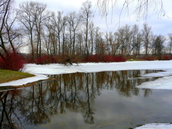 Подснежник кавказский Galanthus caucasicus