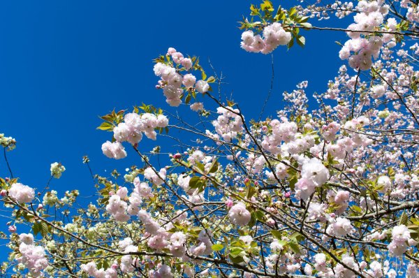 Весна в цвету