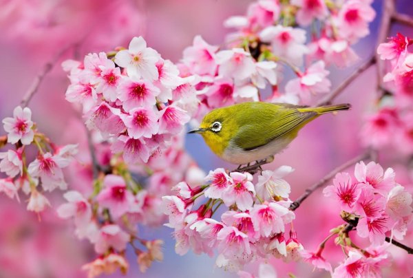 Весна птицы