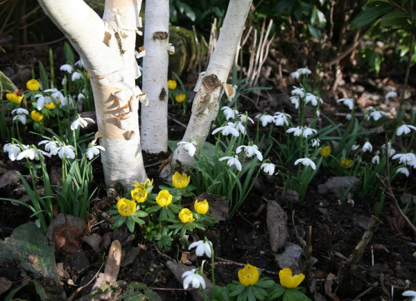 Сад ранней весной