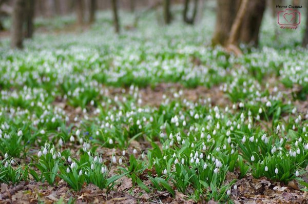 Подснежники массив
