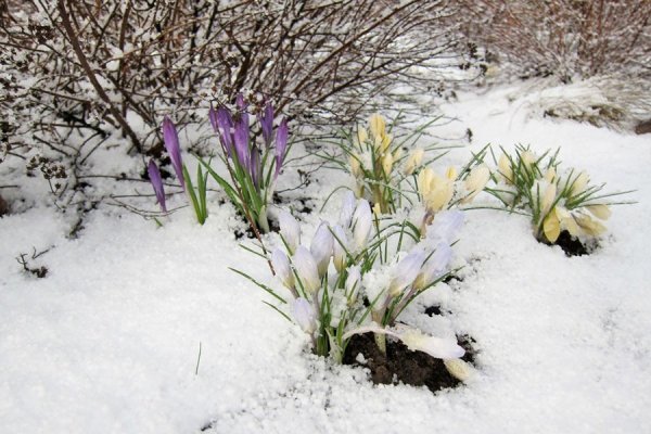 Поляна подснежников в снегу