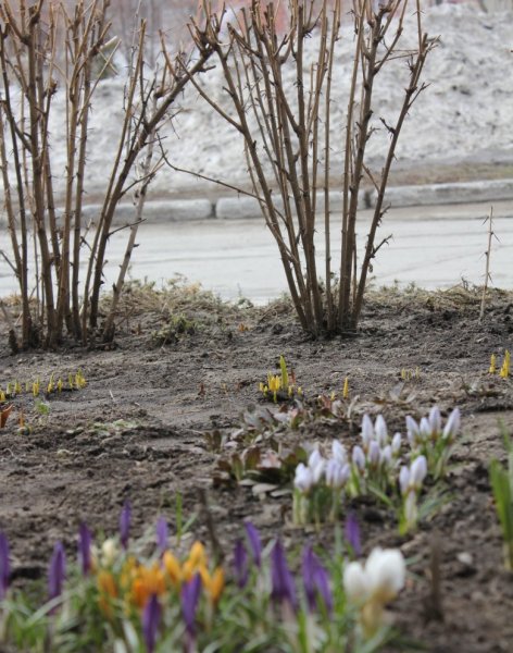 Ранняя Весна первоцветы