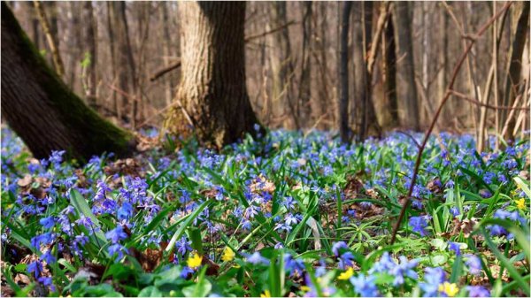 Медуница подснежники