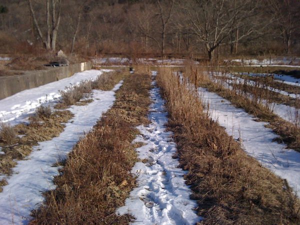 Сад ранней весной