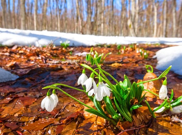 Весна лес ручей Подснежник