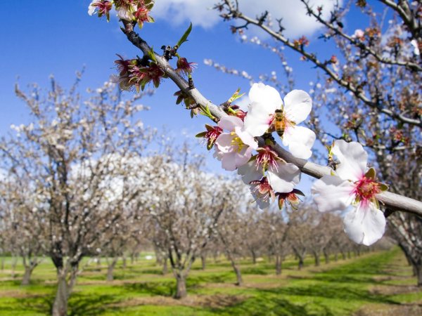 Красивая Весна