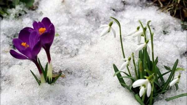 Апрель Подснежник