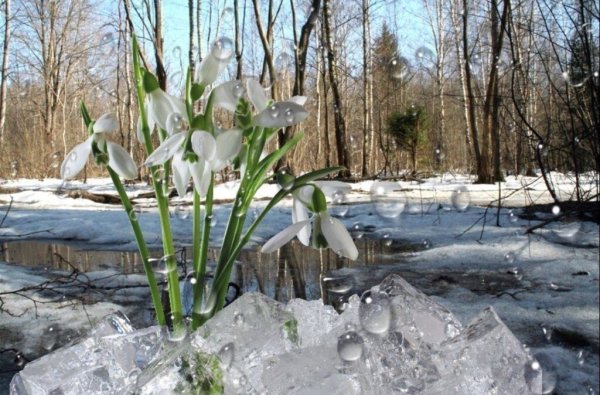 Весеннее настроение