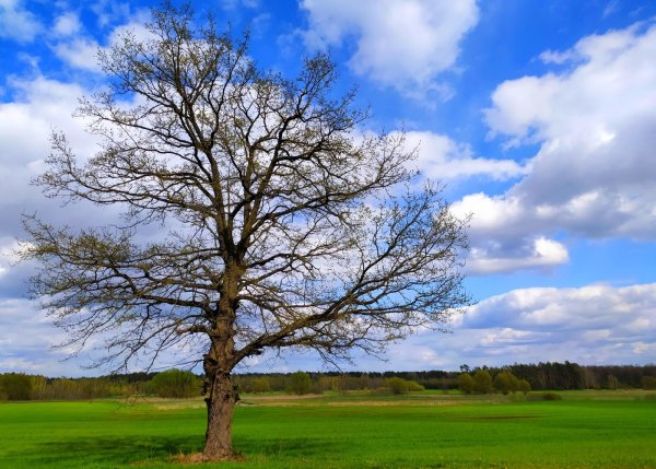 Цветут сады рисование в старшей группе