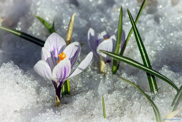 Крокусы в снегу