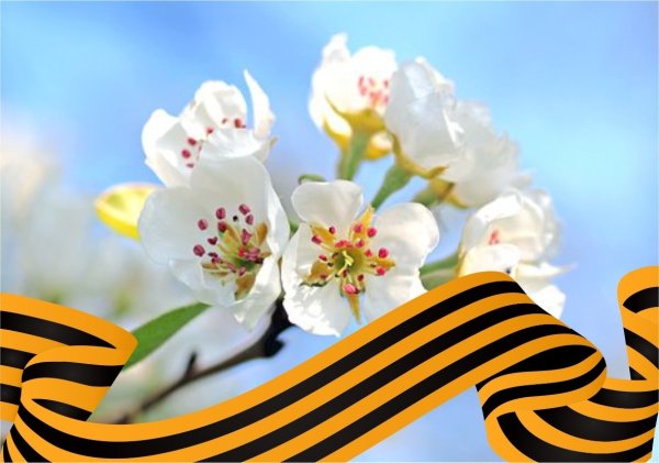 Весенние цветы Победы