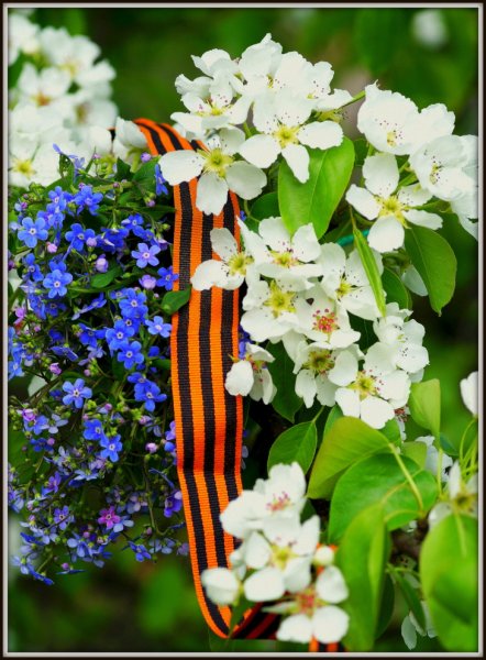 Черемуха с георгиевской лентой