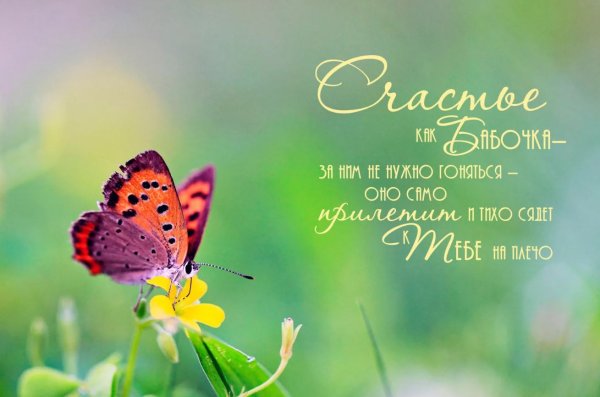 Картинки на рабочий стол бабочки